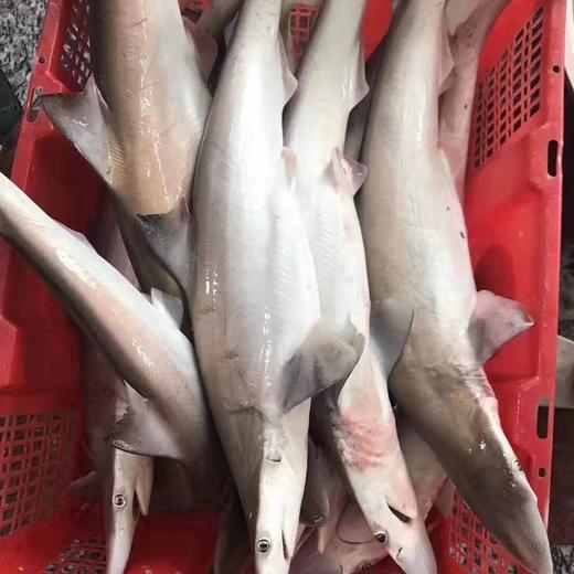 小白鲨 商品图0