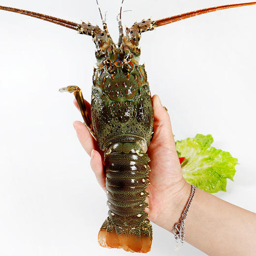 特大花龙 2.5斤以上 商品图0