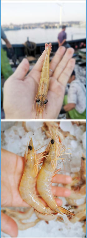 无头机敏虾 2盒