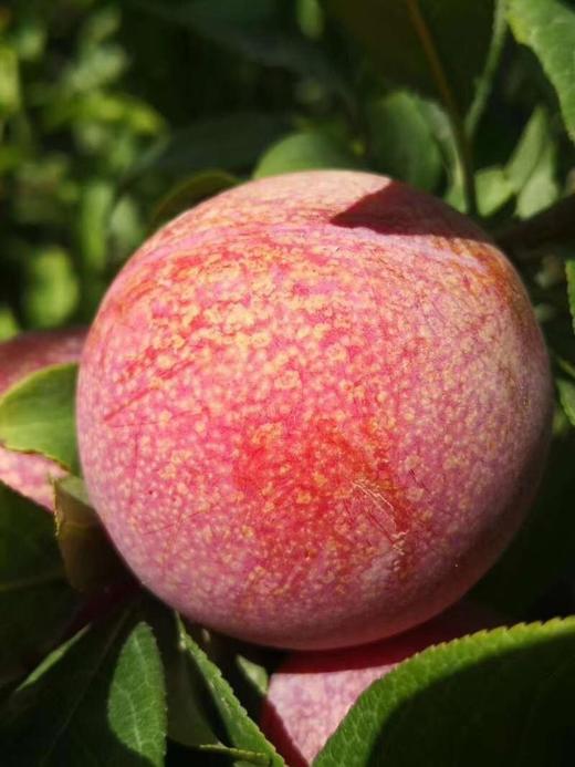 【双11活动】新疆味帝恐龙蛋 轻咬一口 汁水四溢新疆发货 商品图6