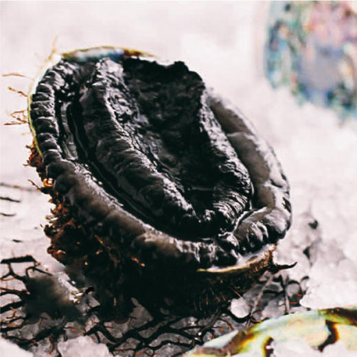 黑金鲍 1.2斤左右 商品图0