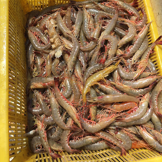 剑虾 2盒 商品图0