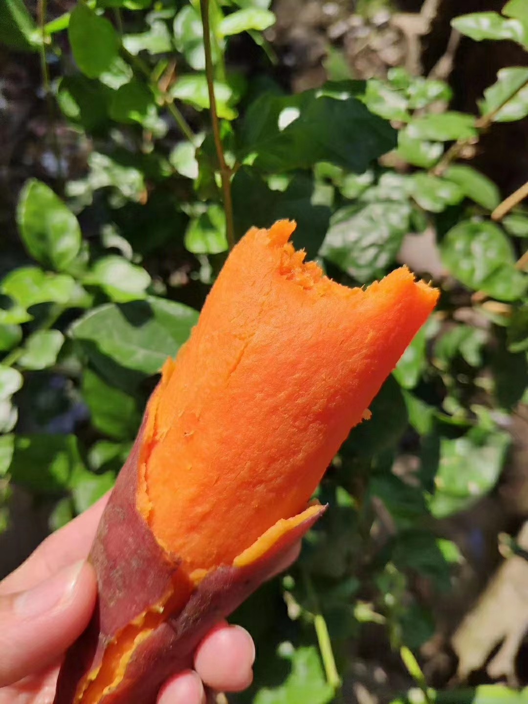 包邮--福建正宗六鳌红蜜薯5斤农家沙地红薯新鲜现挖软糯香甜无丝