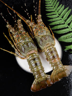 小青龙 9两左右