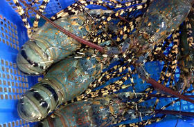 大花龙 1.7斤左右