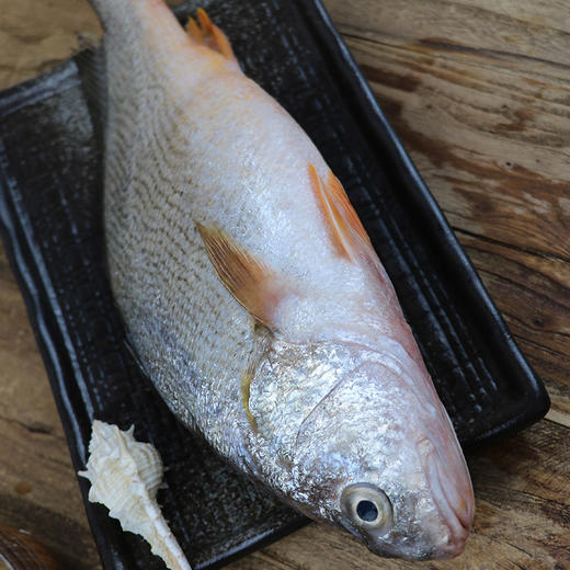 白春子鱼 商品图0