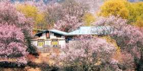  往返¥300+，完爆日本樱花，这份攻略我收藏了3年 