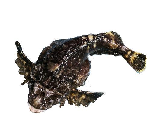 虎鱼 2斤左右 商品图0