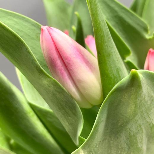 hth-海盛郁金香 深粉色