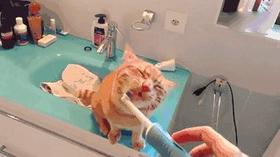  电动牙刷，100块和1000块的差别大吗？ 