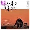 【中商原版】猫妈妈与小猫 摄影集 日文原版 ハハネコ コネコ 商品缩略图0