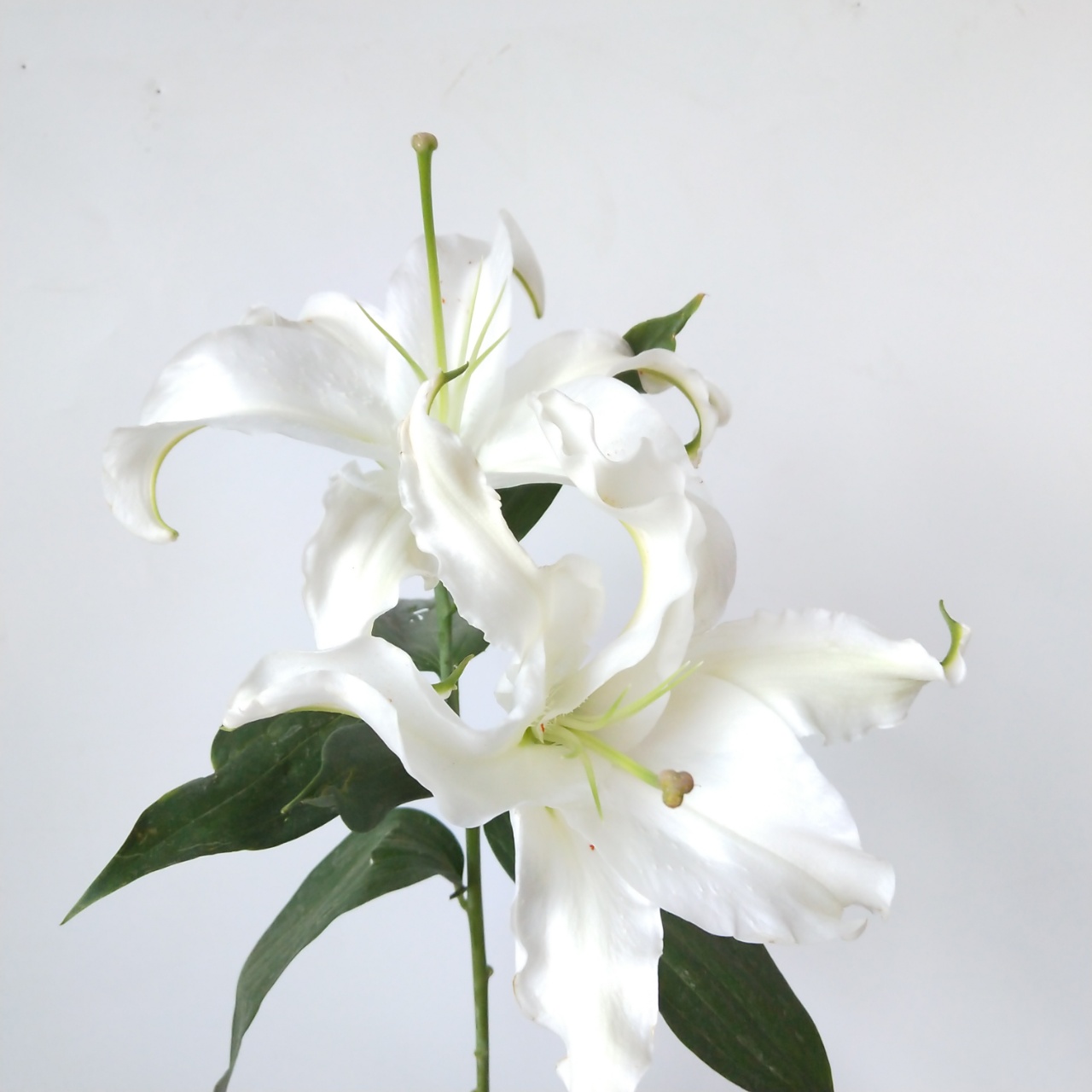 云南鲜花基地直发水养插花居家办公室插花西伯利亚白百合20枝