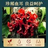 【袋装茶饮】初草堂血耳茶，四红辅助，科学配比，养身又暖心 商品缩略图2