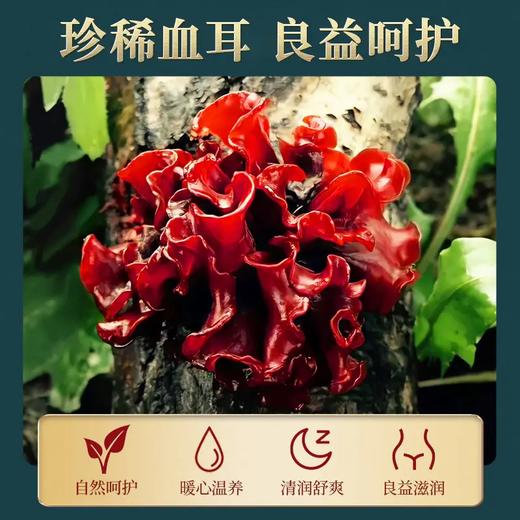 【袋装茶饮】初草堂血耳茶，四红辅助，科学配比，养身又暖心 商品图2
