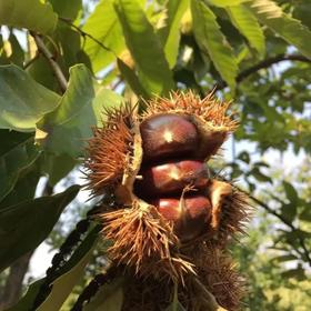  肾虚腰疼，吃点啥好？ 