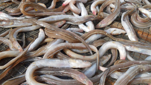 小油鳗 2盒 商品图0