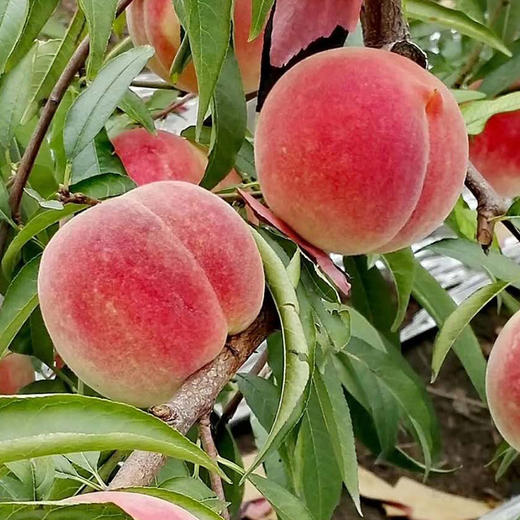 丽江雪桃 云南特产 新鲜水果精品6枚装礼盒 顺丰包邮 商品图1