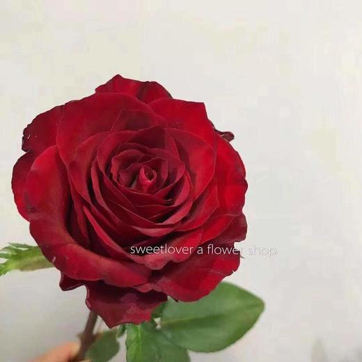 1mg玫昂红20枝扎