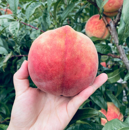 丽江雪桃 云南特产 新鲜水果精品6枚装礼盒 顺丰包邮 商品图2