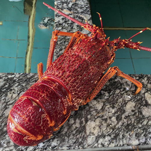 红龙 1.3斤左右 商品图0