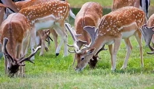 南昌人家門口的長隆!仙蓋山128元起搶購 野生動物園 各種遊樂項目!