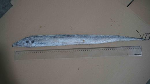 新鲜舟山小眼带鱼（5斤/箱）单条长60-65cm 中段宽4-5cm 商品图4