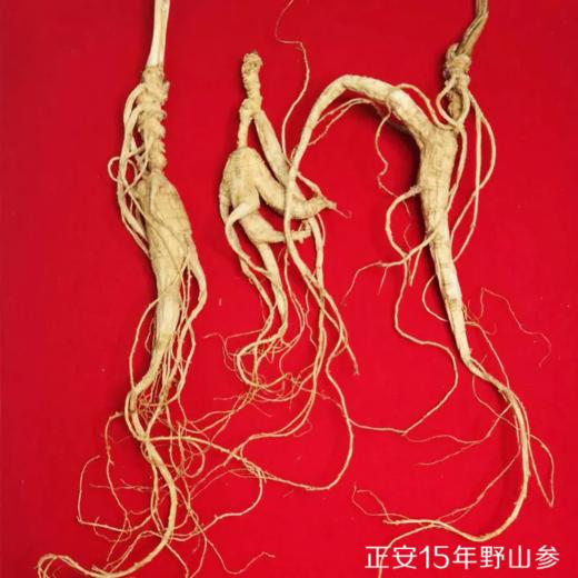 正安 野山参 长白山直采人参 给身体进补 高端礼品 长辈赠礼好物 赞安原材 干参15年/20年【不可用券】【预售至3天后发货】 商品图5