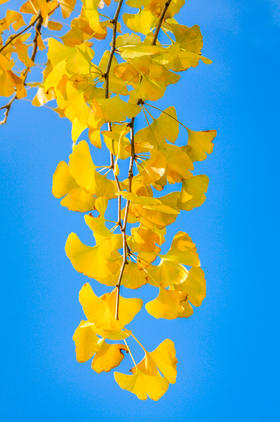  寒露丨疏肝利胆，清燥润肺，艾灸这些穴位让身体阴阳平衡，抵御凉燥！