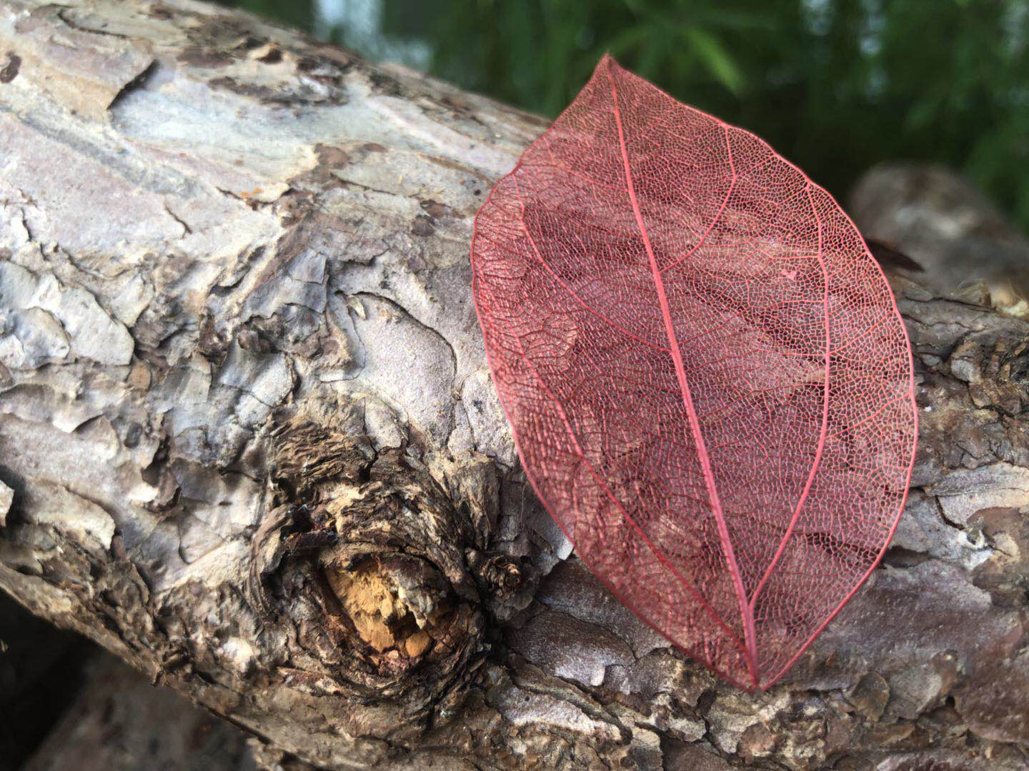 草木染彩色金刚树叶叶脉书签 植物染创意diy图书便签