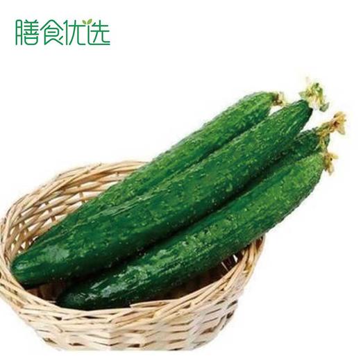 刺黄瓜 约500g 商品图0