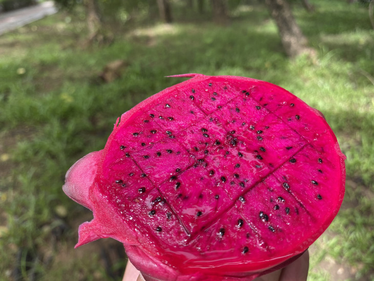 【第二批预售8号左右发货】三亚·金都一号火龙果 纯甜多汁 自然成熟