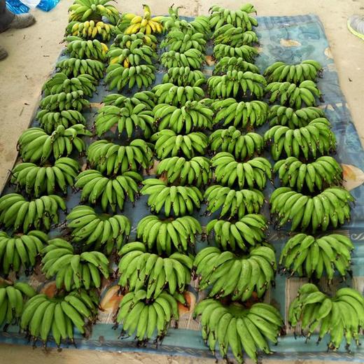 广东名特优佳丽香蕉超甜蕉产地直销4斤广东包邮 商品图3