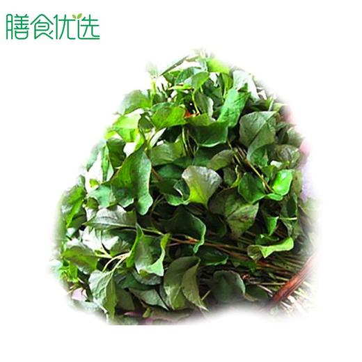 折耳根带叶（鱼腥草） 约250g 商品图0