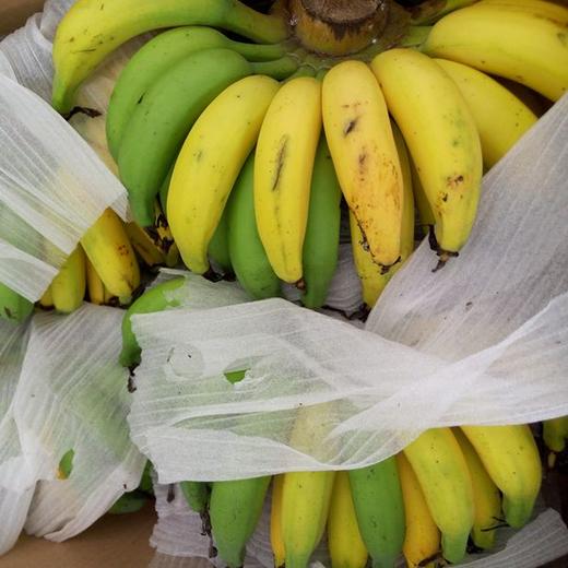 广东名特优佳丽香蕉超甜蕉产地直销4斤广东包邮 商品图1