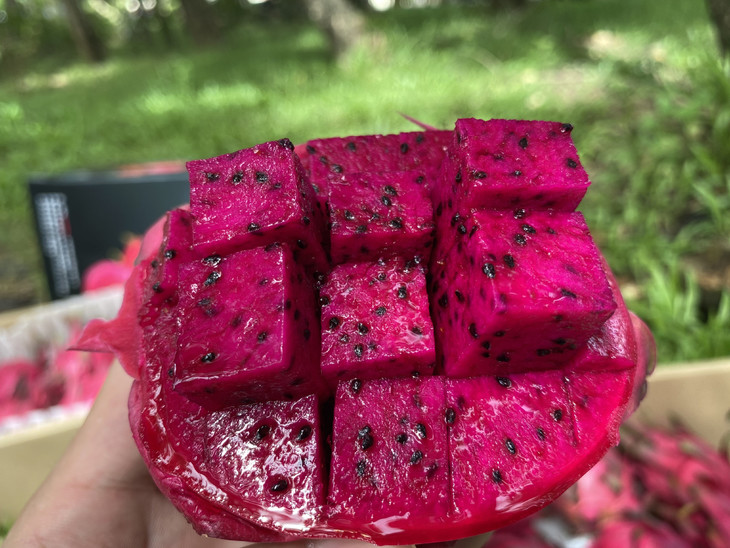 【第二批预售8号左右发货】三亚·金都一号火龙果 纯甜多汁 自然成熟