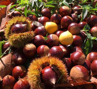 福建锥形板栗750g±50g 商品图1