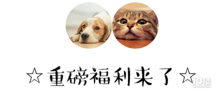 南溪西路这家宠物店开业啦!狗狗洗澡只要9.9!铲屎官们快集合!