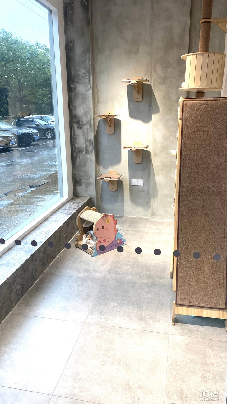南溪西路这家宠物店开业啦!狗狗洗澡只要9.9!铲屎官们快集合!