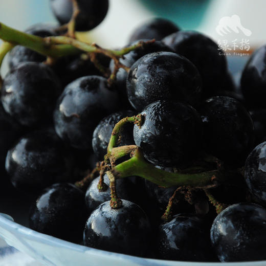 有机巨峰葡萄（深圳自提，预售） | 合作生产*Organic Kyoho grapes | Coproduction 商品图0