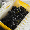 有机巨峰葡萄（深圳自提，预售） | 合作生产*Organic Kyoho grapes | Coproduction 商品缩略图3