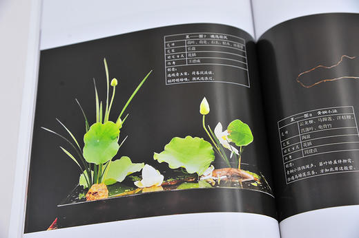 禅艺插花系列 四季禅艺插花 周建贞 花艺设计书籍 插花入门教材 插花技巧 色彩搭配 禅艺插花作品赏析 花艺培训师花店经营管理书籍 商品图4