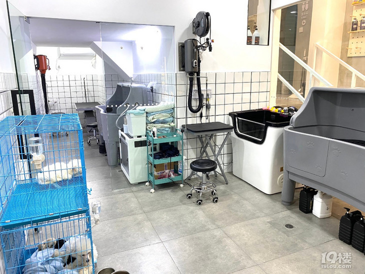 南溪西路这家宠物店开业啦!狗狗洗澡只要9.9!铲屎官们快集合!
