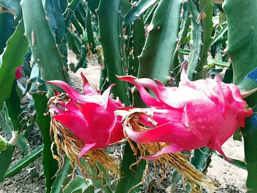 红心火龙果礼盒【净重5斤/盒 约8-9颗】（产地直发）不打保鲜剂，熟果下树36小时内发货 商品图1