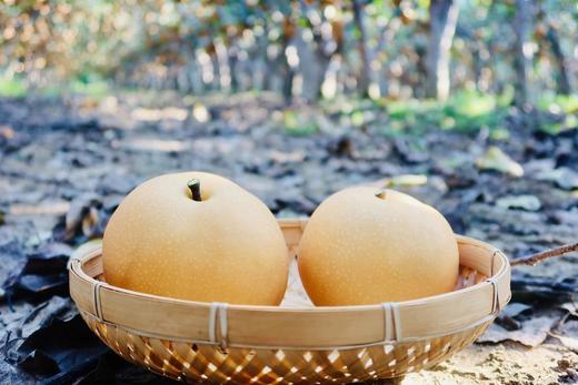 山东冰糖秋月梨【净重约4.5-5斤/箱 9颗装】（产地直采）清甜爽口，皮薄汁多 商品图2