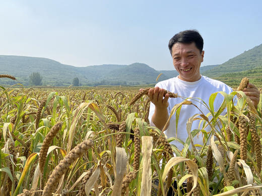 火山灰小米 3斤礼盒装 2022新米  粘糯香醇 商品图0