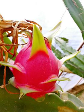 红心火龙果礼盒【净重5斤/盒 约8-9颗】（产地直发）不打保鲜剂，熟果下树36小时内发货