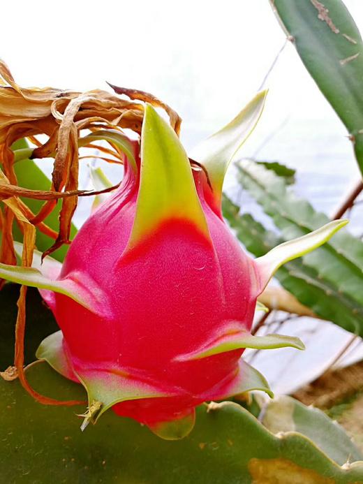 红心火龙果礼盒【净重5斤/盒 约8-9颗】（产地直发）不打保鲜剂，熟果下树36小时内发货 商品图0