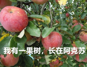 中国石油“我爱浙疆”阿克苏秋冬自驾游