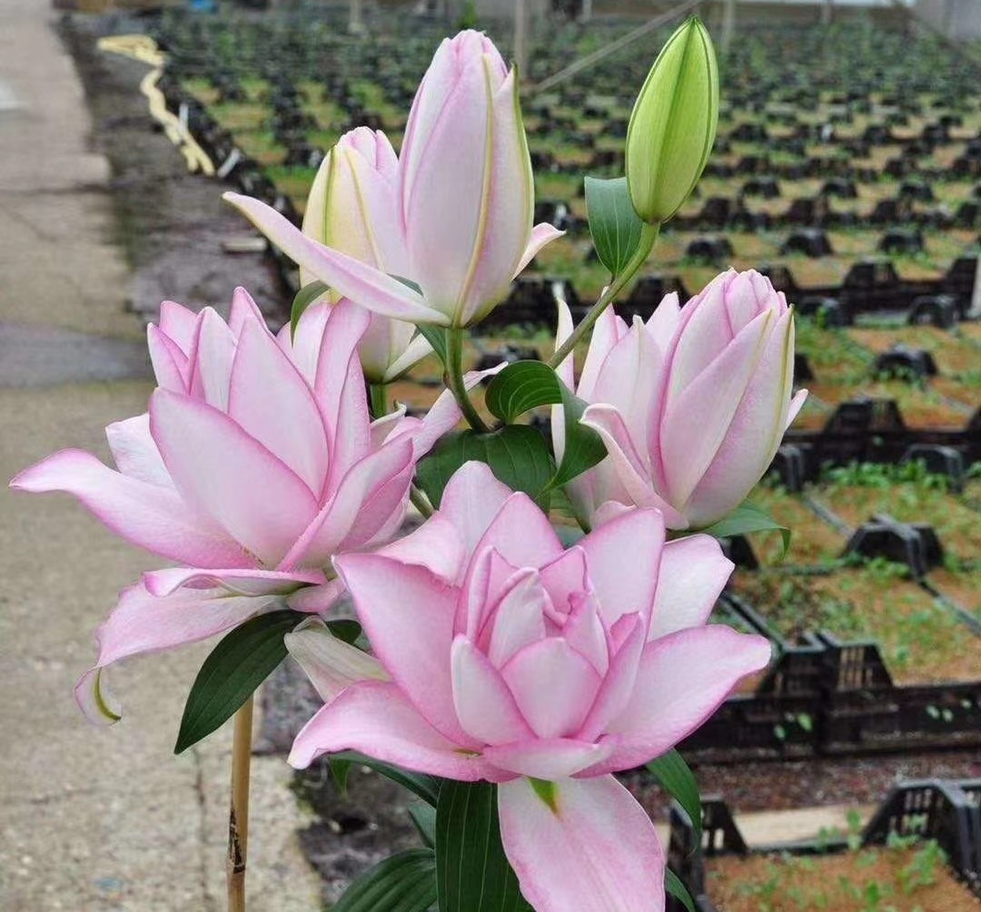 ss-重瓣百合 冰美人 2头