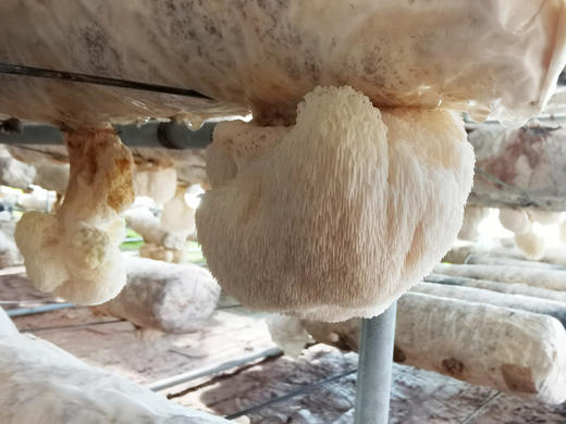 新鲜猴头菇 养胃佳品（5颗/1份）30号下午2点截单，现采现发 商品图1